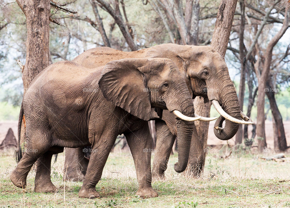 Lower Zambezi wildlife