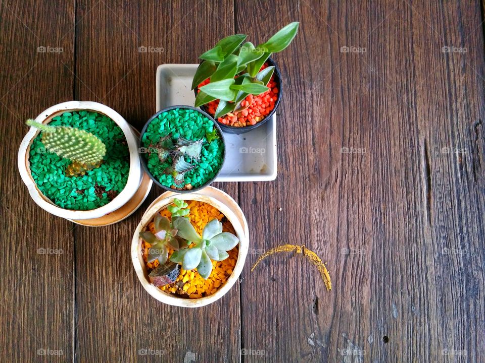 Cactus and succulent plants in pots on table