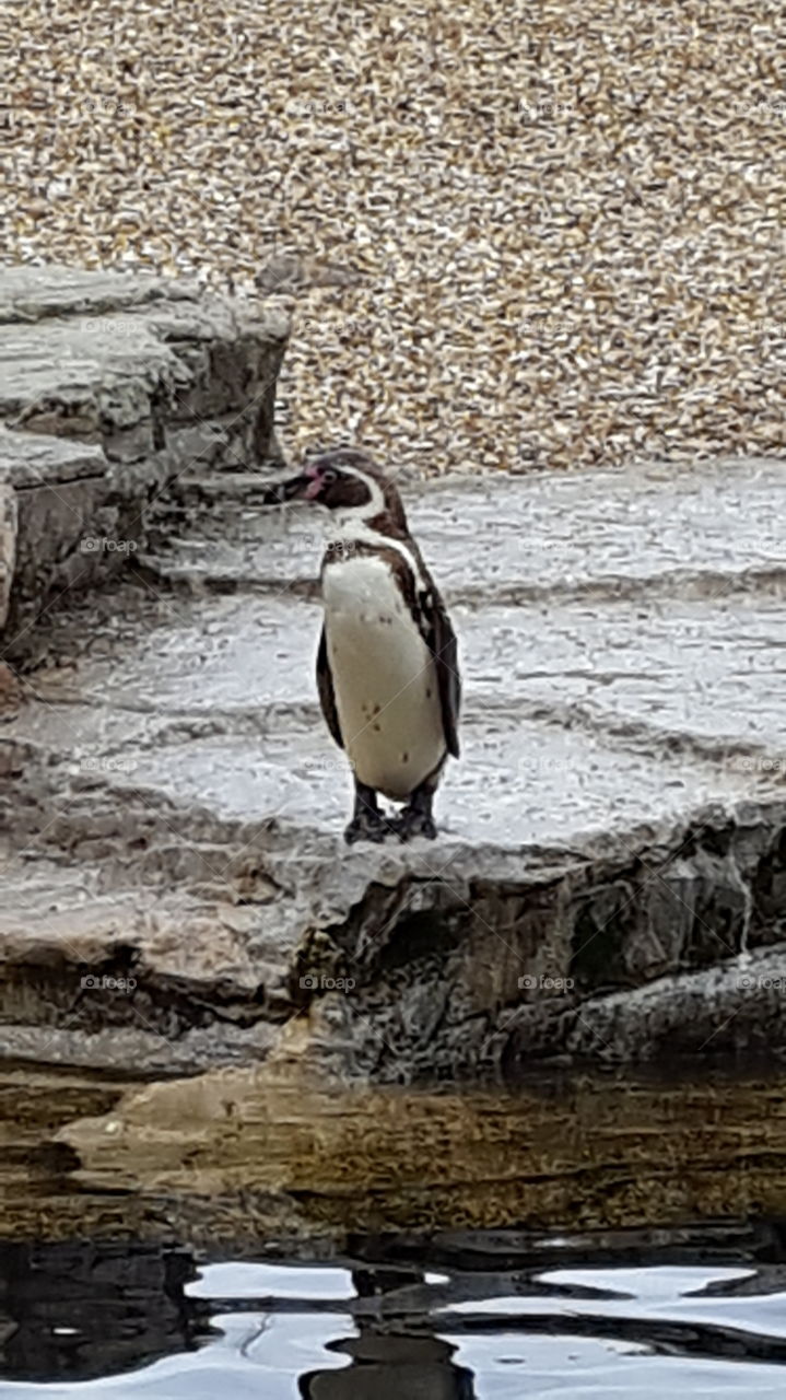 Penguin, Chester Zoo, UK