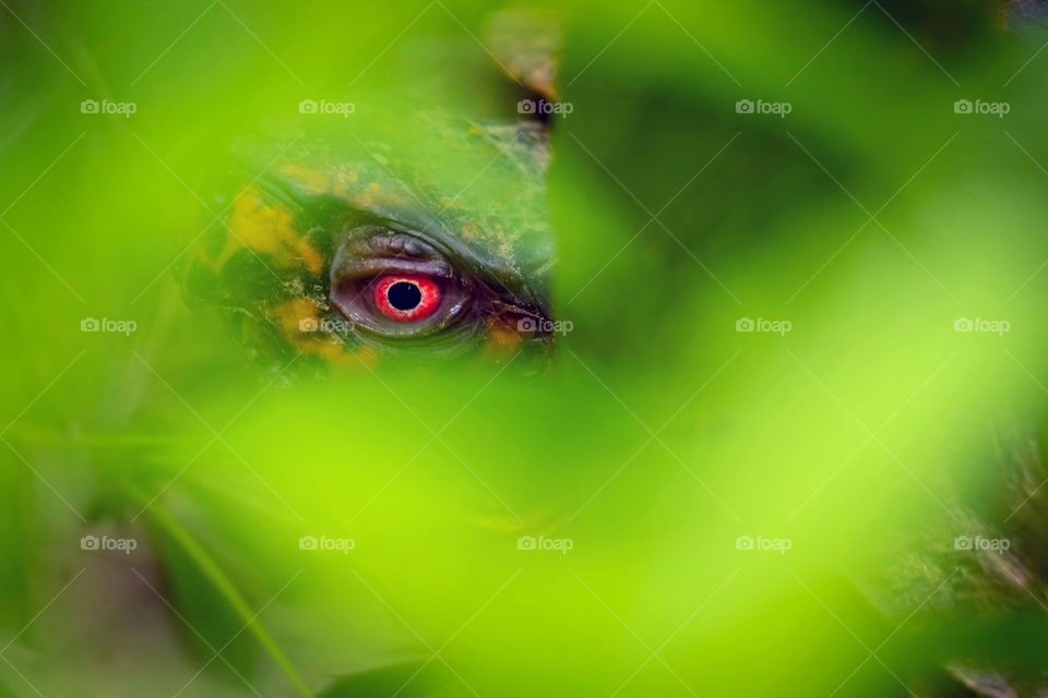 Bright red eye of an Eastern Box Turtle peering through the greenery. Raleigh, North Carolina. 