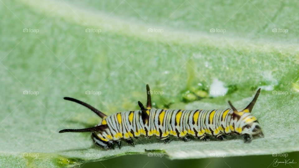 Danaus chrysippus_Plain Tiger  Butterfly Caterpillar_Salem, India