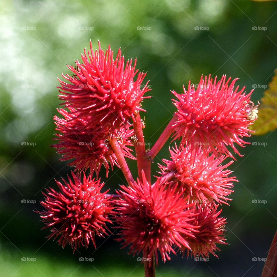 Nature, No Person, Flora, Season, Flower