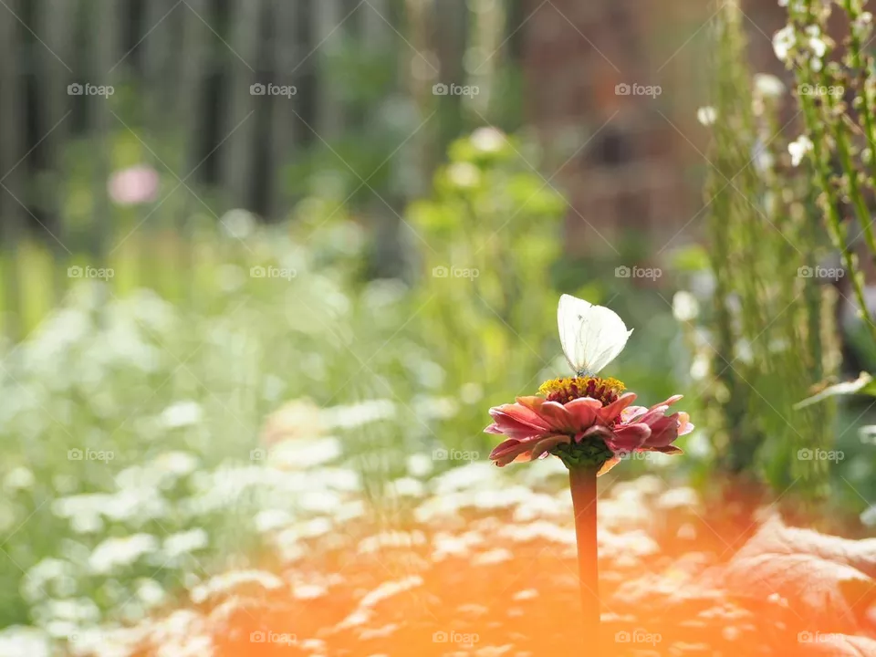 Through the poppy 2