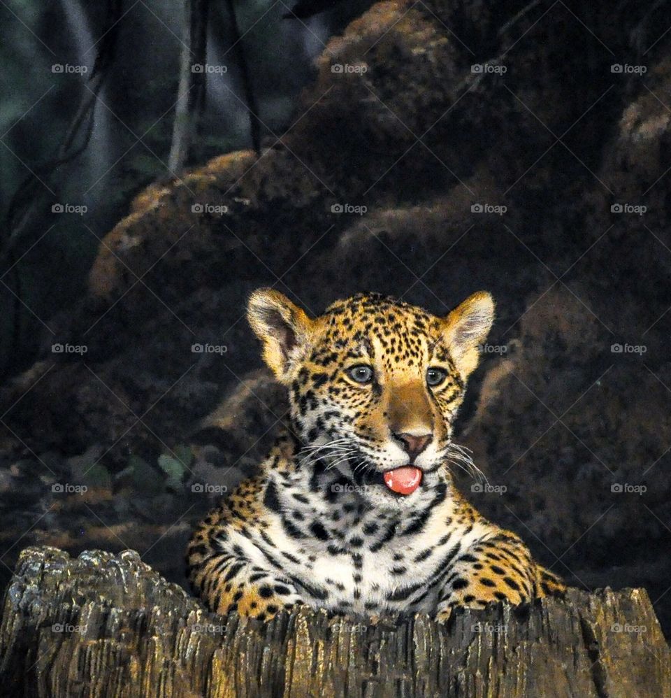 Leopard cub coming out of a tree trunk