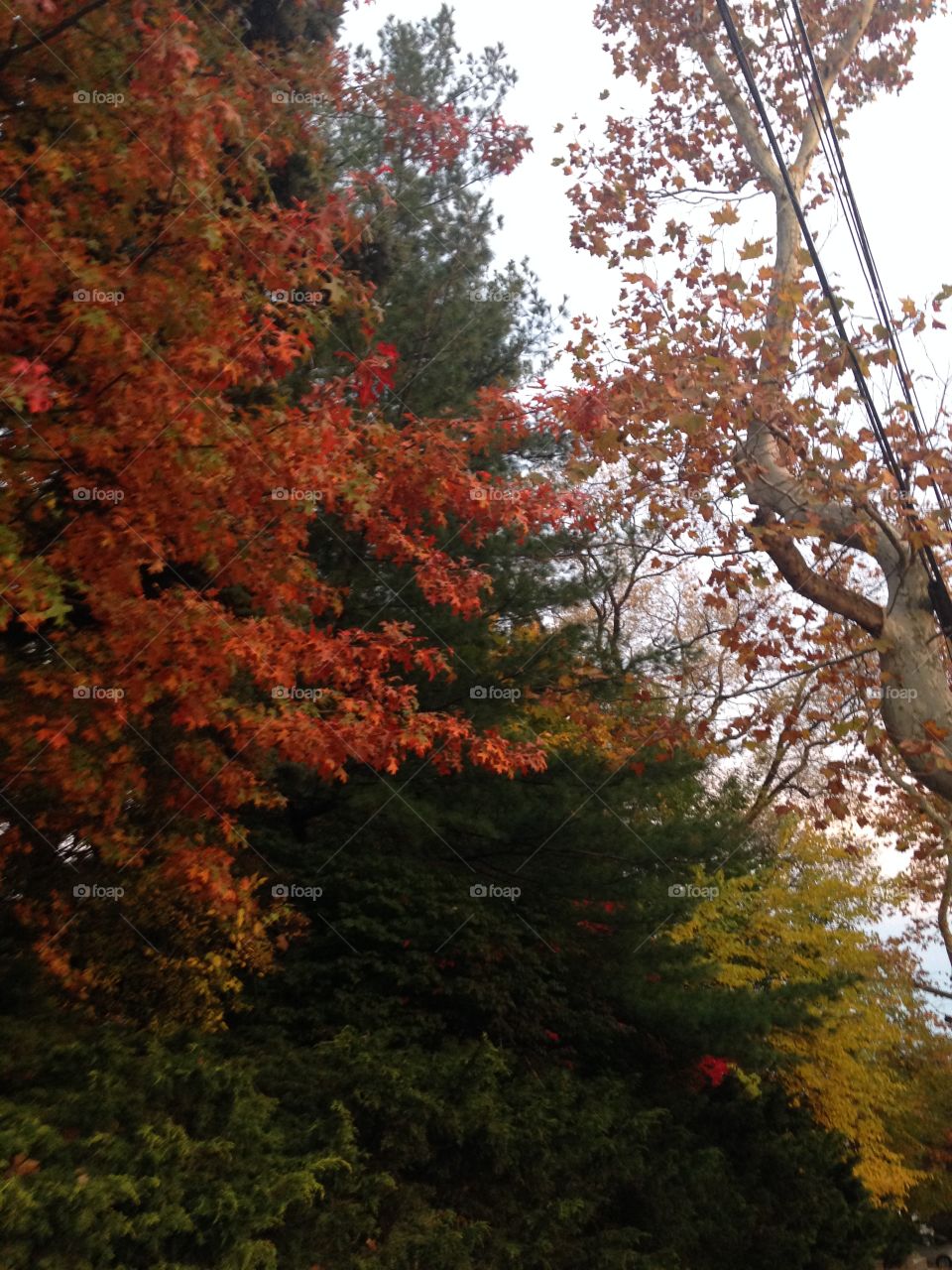 Staten Island Foliage