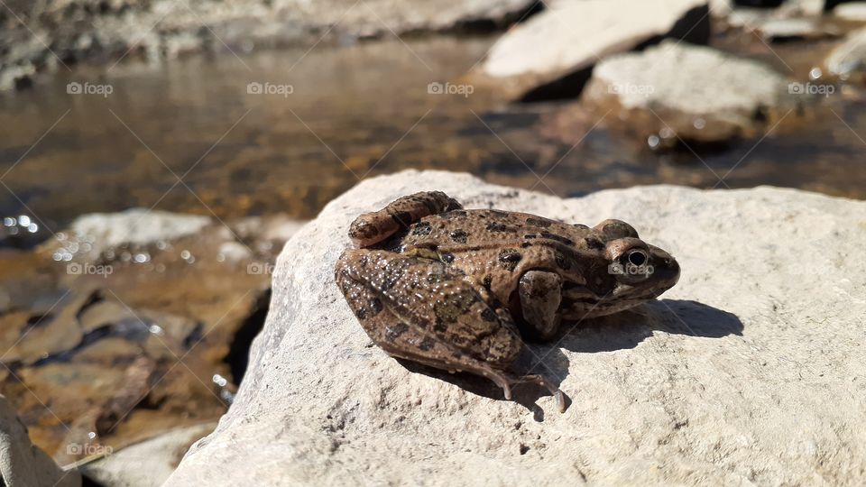 Leopard Frog Basking