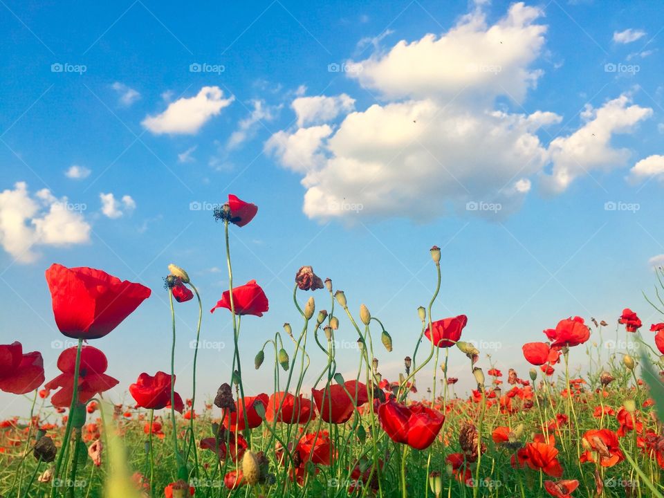 Field of poppies with blue sky above and a few fluffy clouds