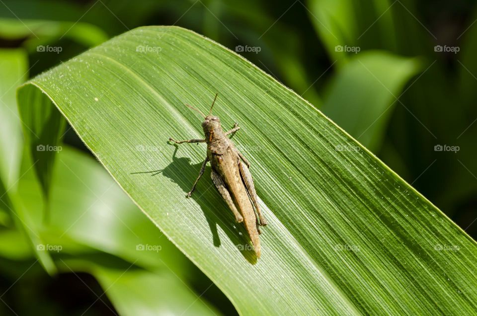 Grass Hopper On Corn Leaf