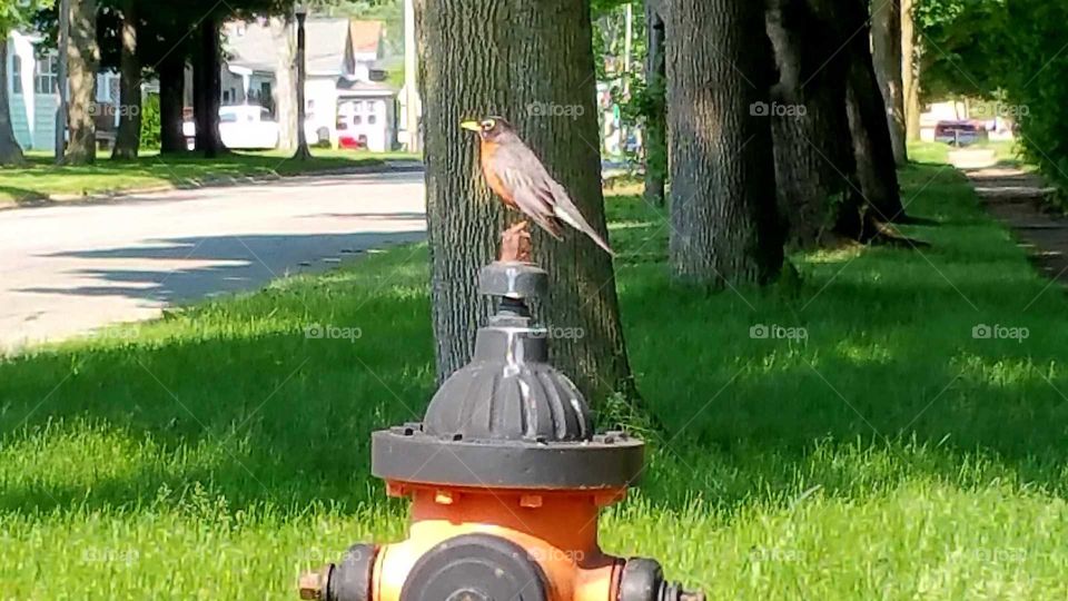 Beautiful robin majestically perched in his favorite spot on a gorgeous sunny, summer day.