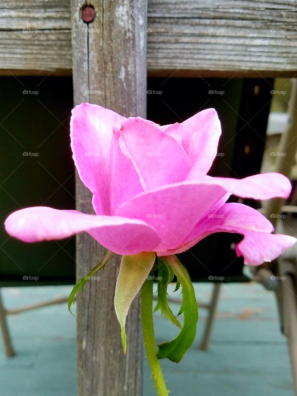 Pink rose against fence in sun.