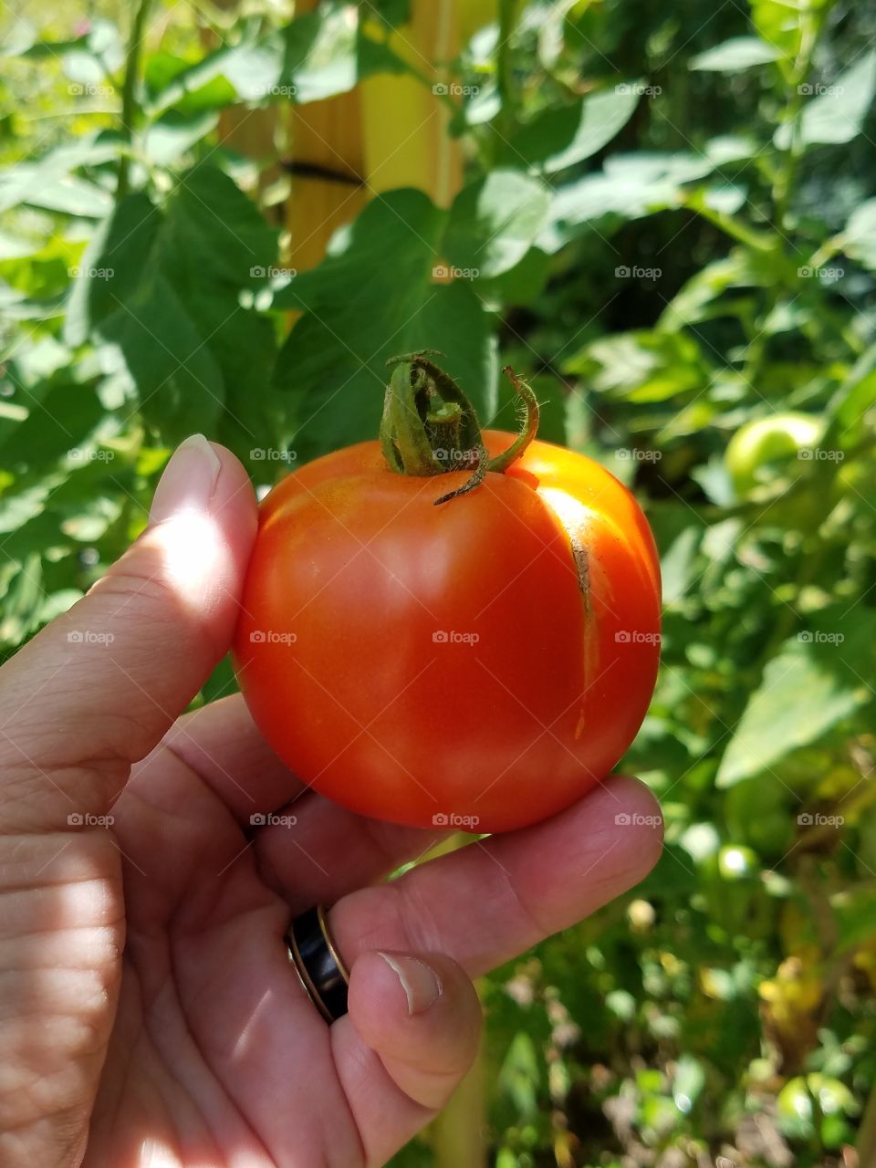 Fresh garden tomato