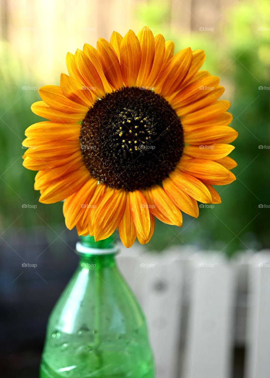 The beautiful sunflower of the spring season is smiling at yah to say hello every day 