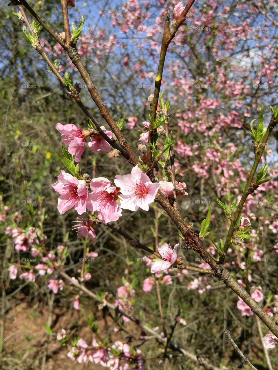 apple blossom