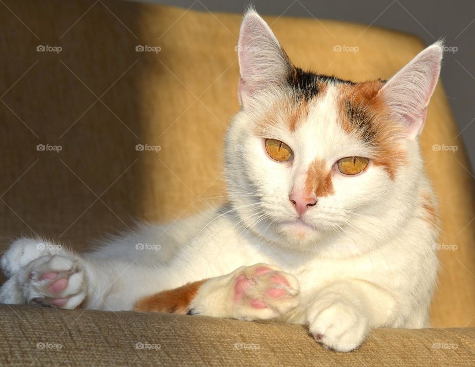 cat beautiful portrait relaxing home in sunlight