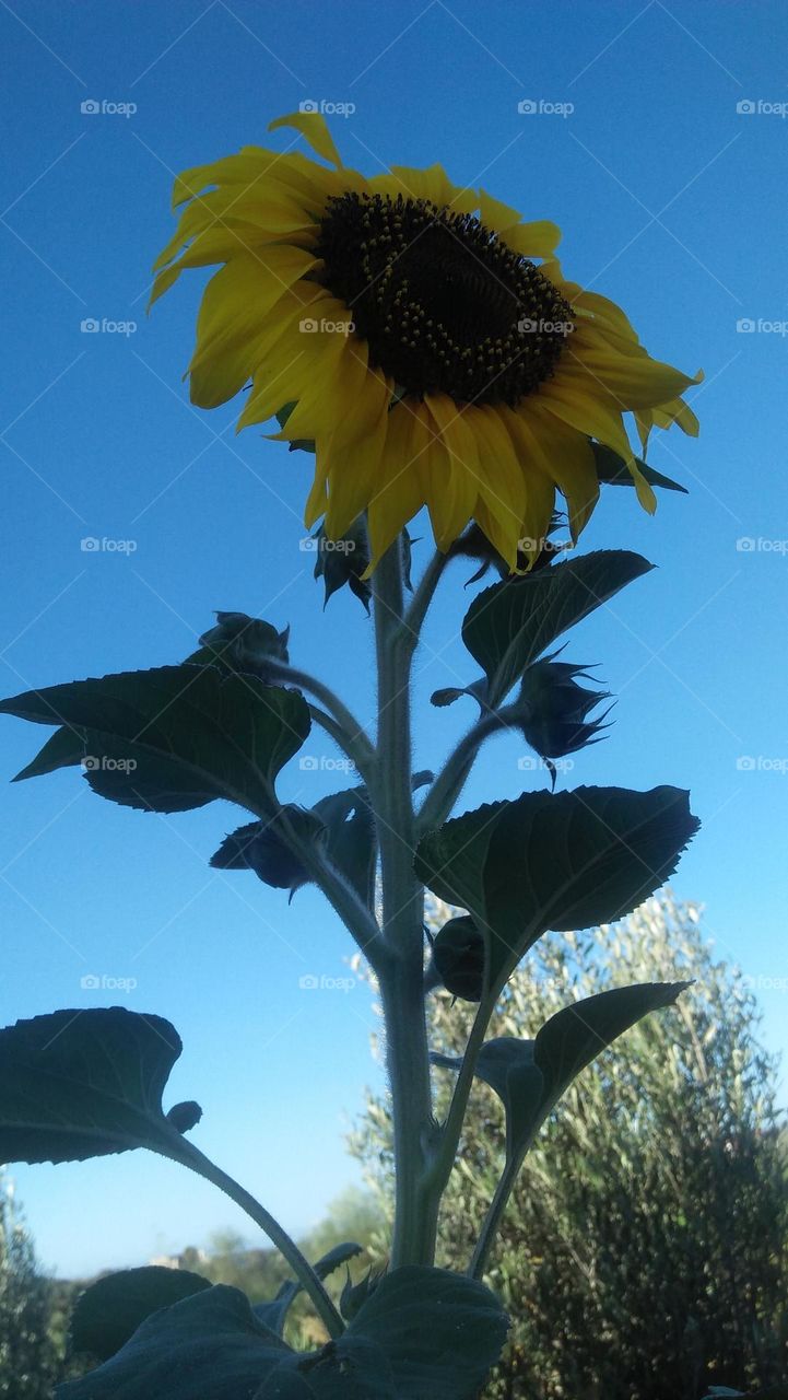 Sunflower