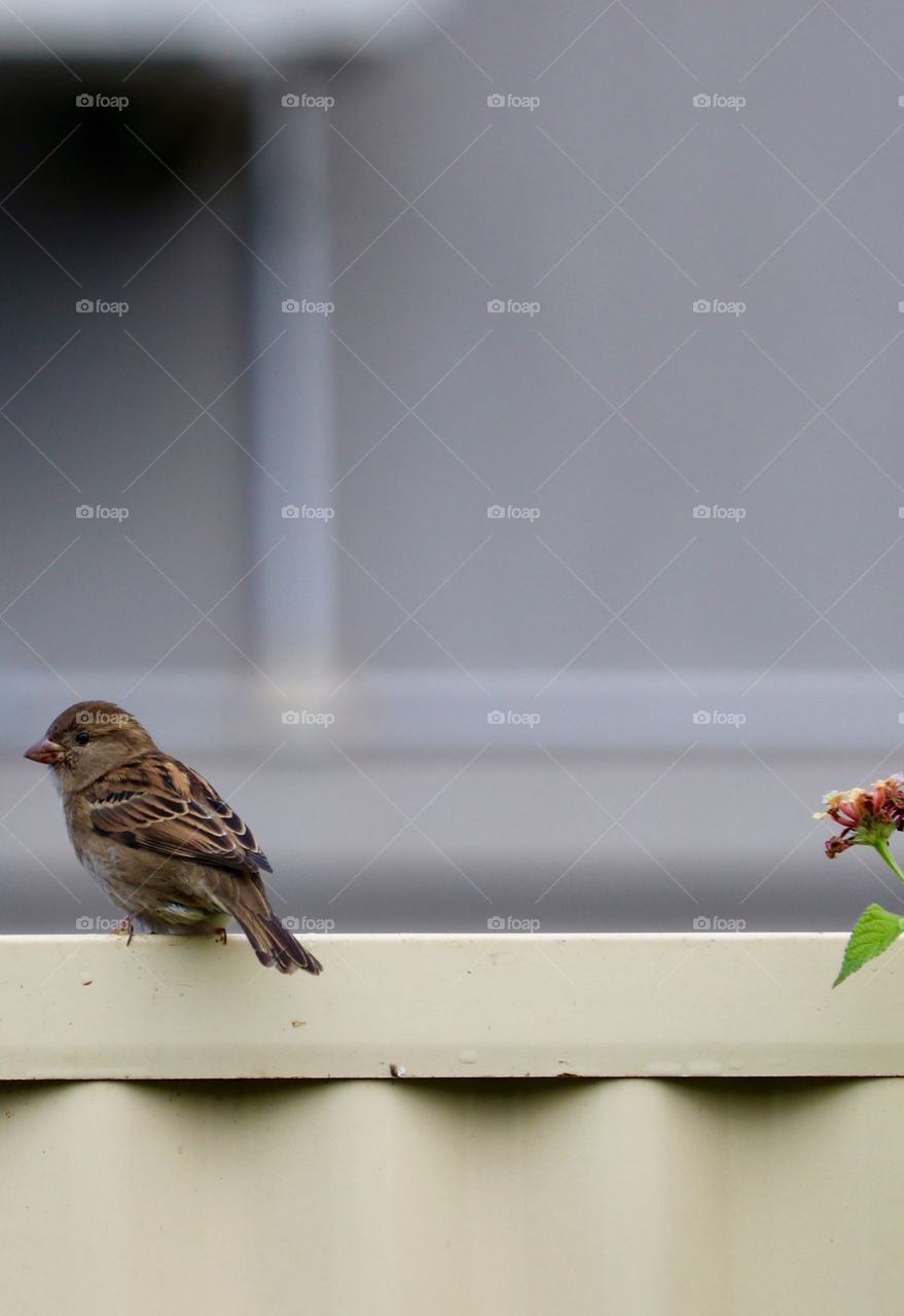 One single Sparrow perched on fence plenty of room for copy text