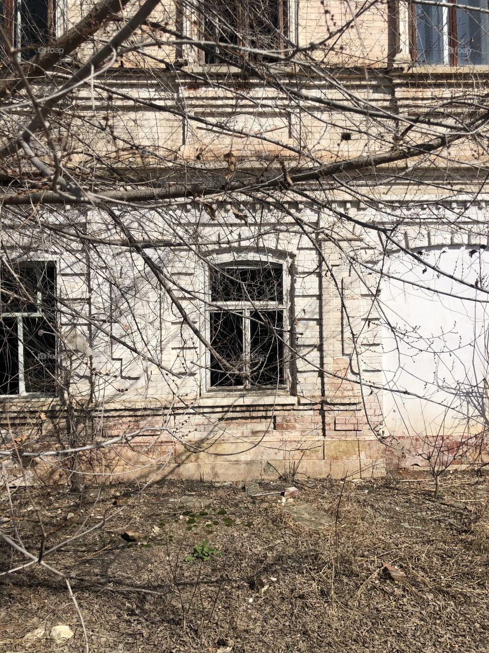 Old ancient windows and tree 
