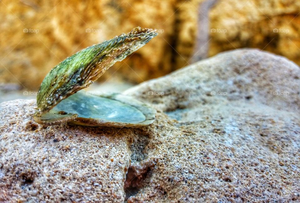 Creatures of the sea!