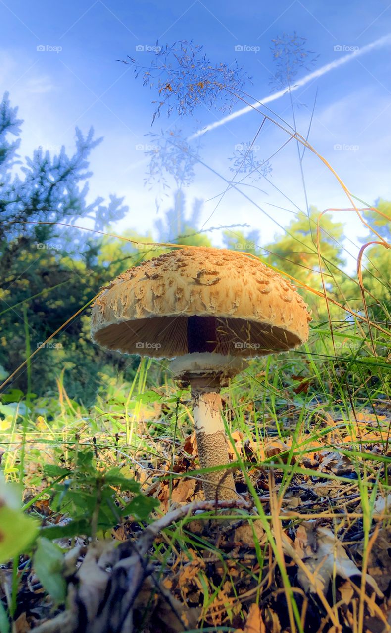 Brown mushroom in the grass of a forest under a clear blue fall sky