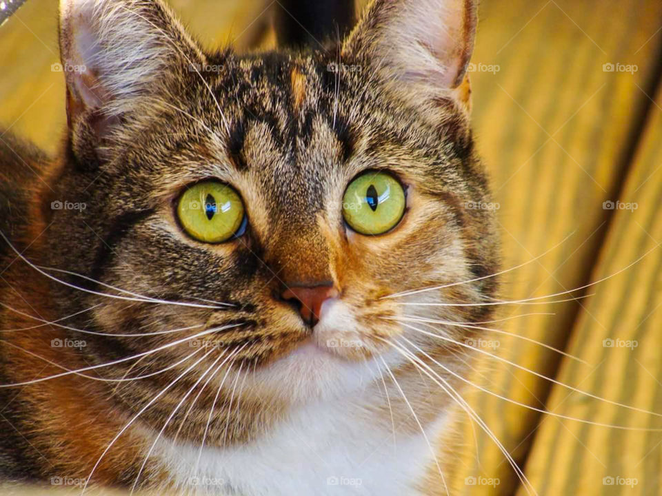 A beautiful cat with bright green eyes observes intently.