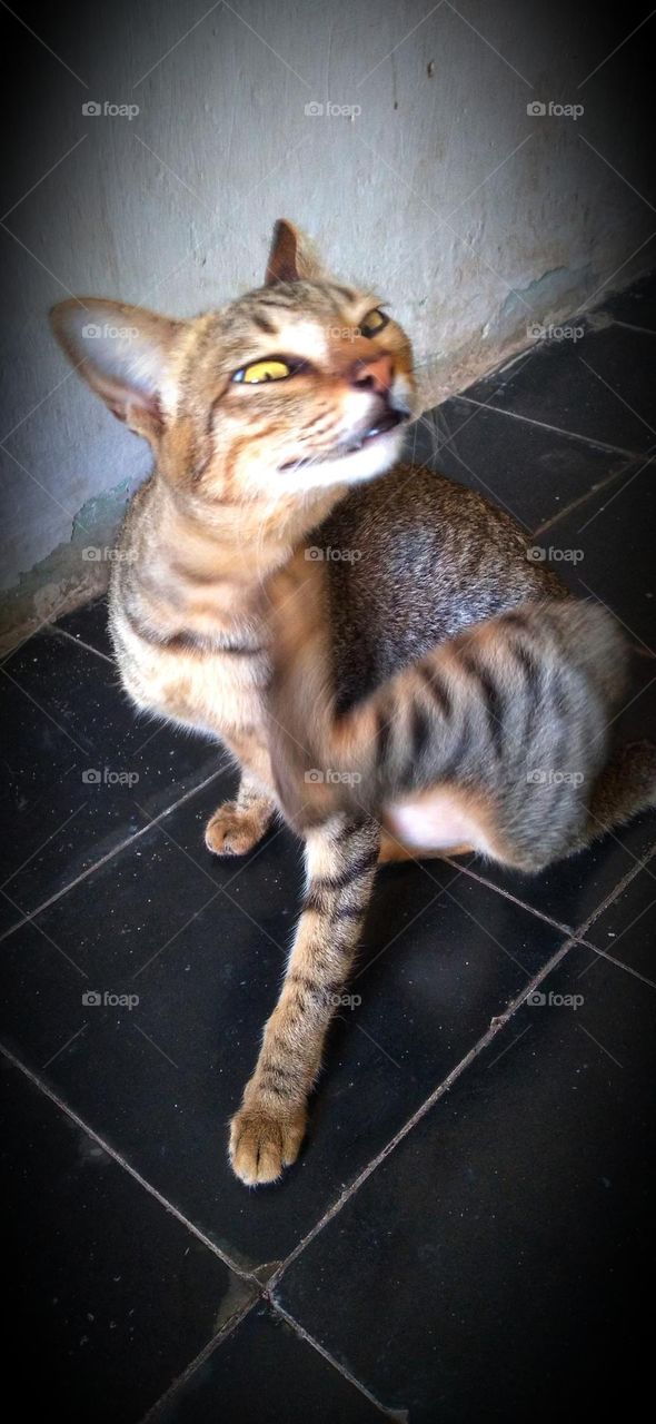 The cat is scratching looks beautiful and adorable