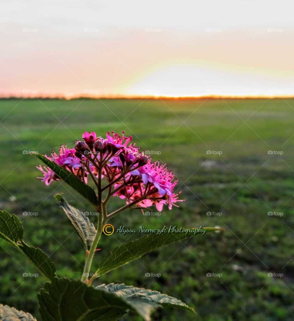 A beautiful colored flower and sunset "Good Night My Precious". Stunning hill sunset.