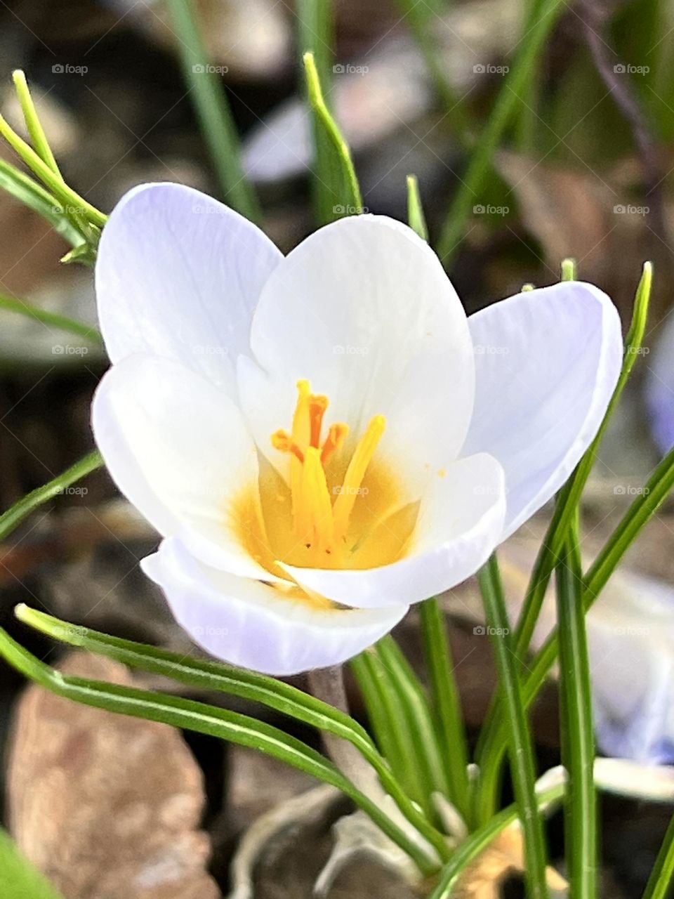 Light purple crocus flower in the Sunshine.