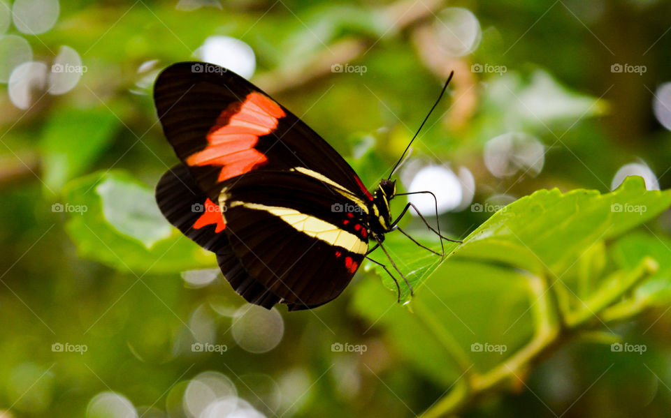 Butterfly on a flower