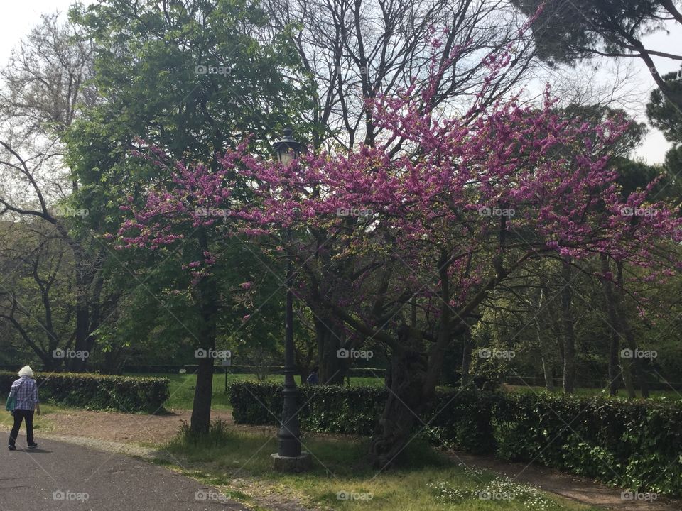 Pink trees in Rome 