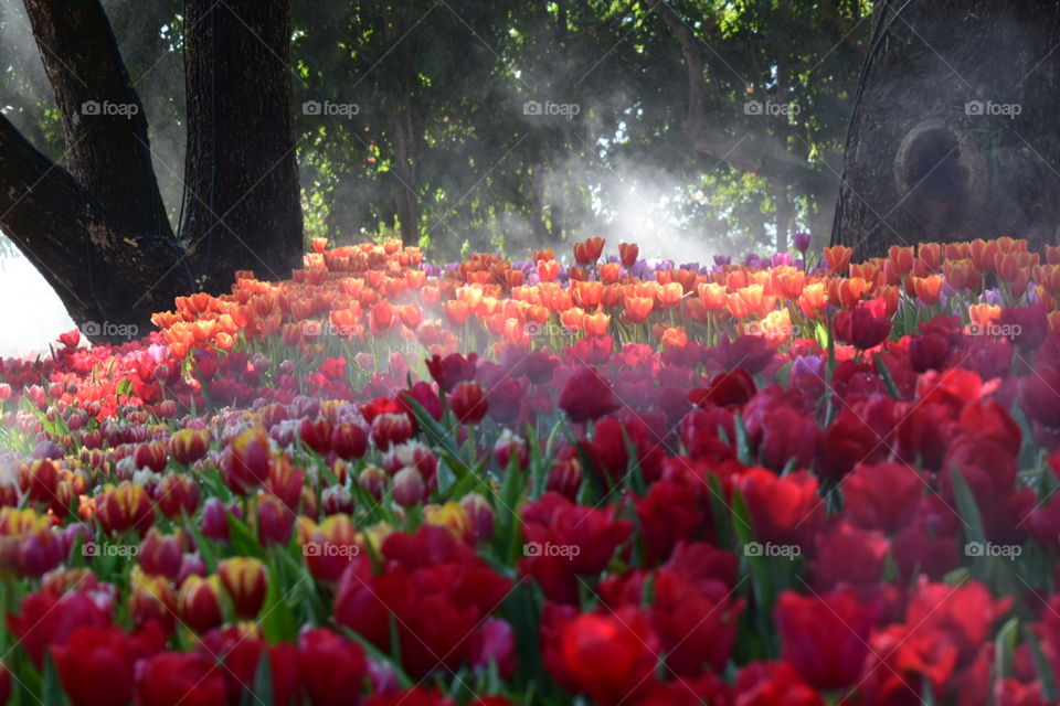🌷 Tulips