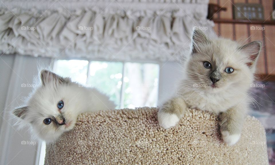 Cute two white cats