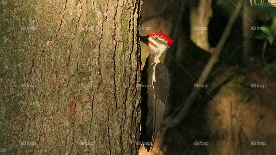 Piliated Woodpecker from distance