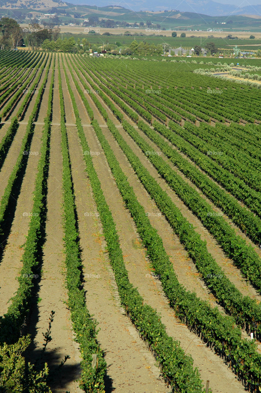 Vineyard in napa valley California. 