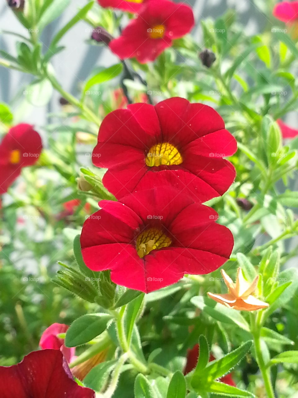 Double Red Bloom