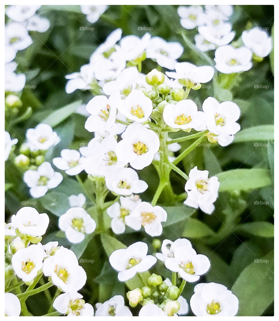 White Anemone