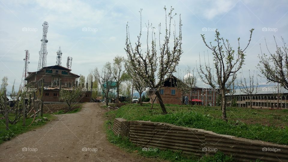 House, Building, Tree, No Person, Calamity