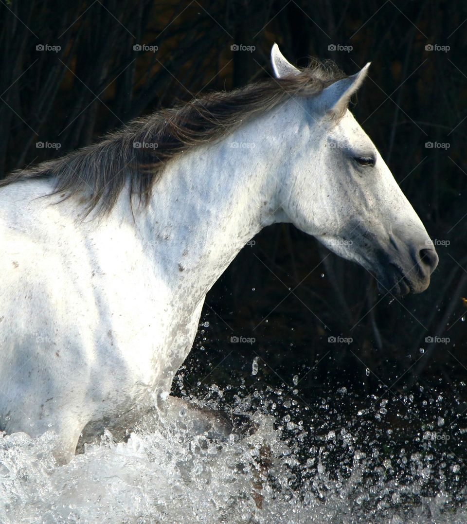 Wild Horse Making a Splash