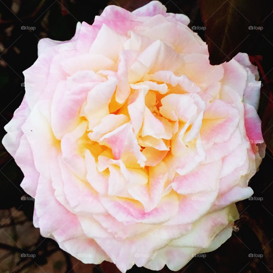 Flores do nosso jardim - 
Essa rosa ficou linda! Obrigado, natureza.