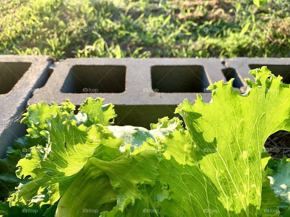 Backlit Bibb lettuce leaves in a raised-bed garden in summer