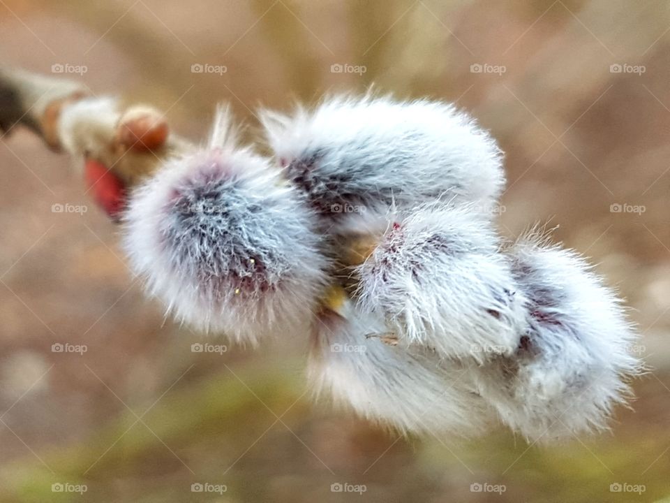 Weidenkäzchen in Februar