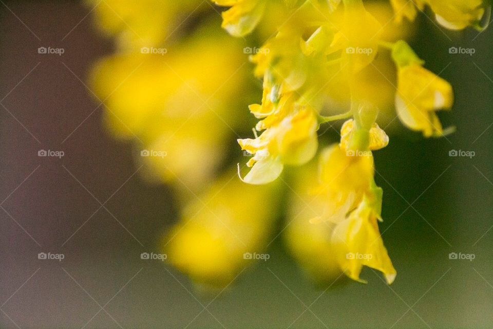 Yellow magnified