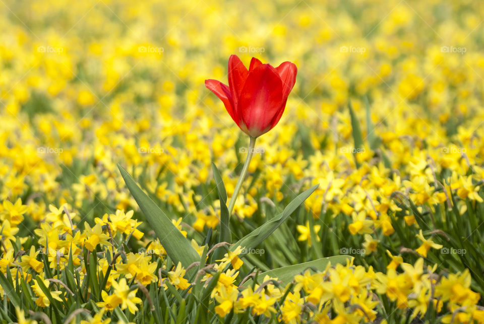 Red tulip in the yellow flower field 