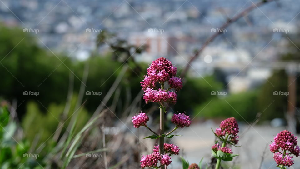 Nature in urban setting, Pink flowers in the city