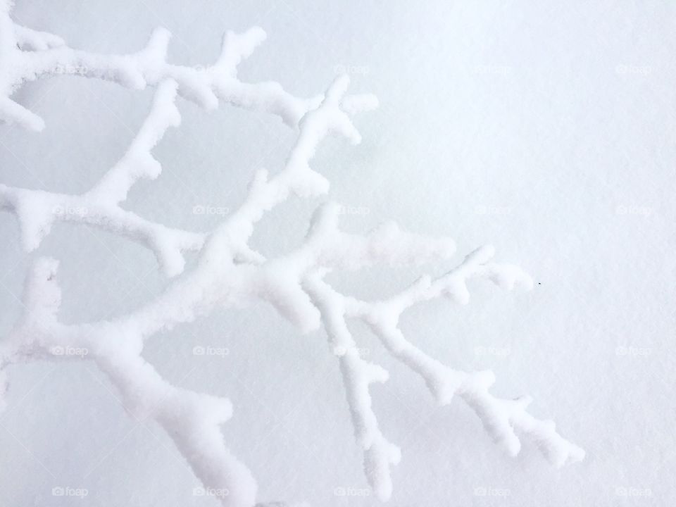 Tree branch covered in snow