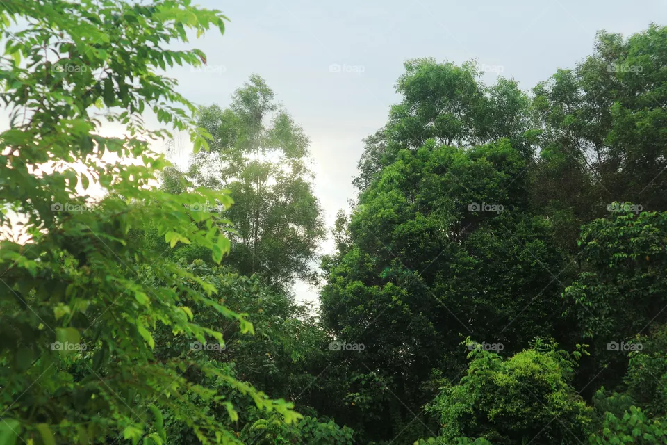 tree in the forest