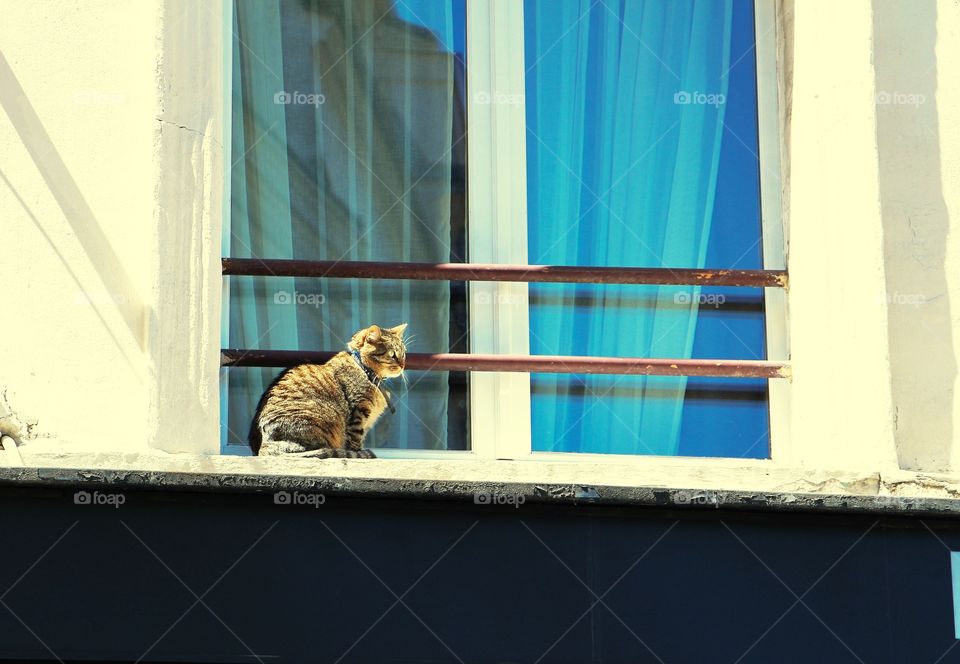 Cat in Paris