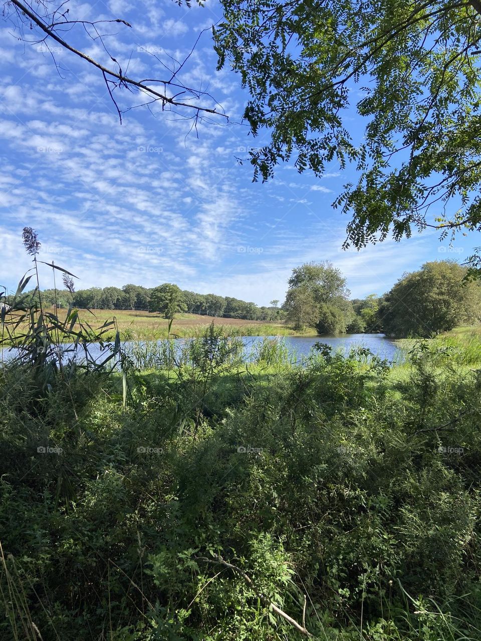 A scenic photo with lot of trees, grass, brush and water in the distance. Varying shades of green and blue make for a peaceful, calming scene. 