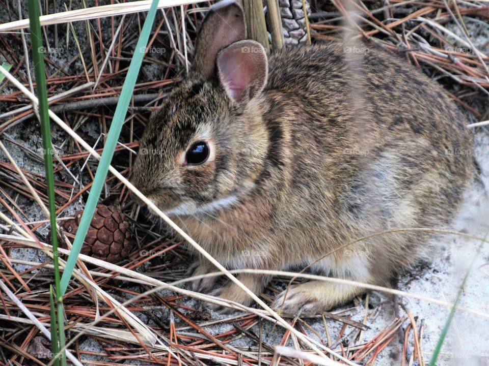 New York, Long Island, Fire Island, Nature, tree, plants, outdoors, calm, relax, shades, colors, Clouds, sky, path, view, bunny, animals, wildlife,