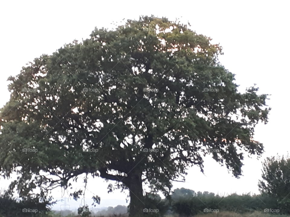 Oak Tree