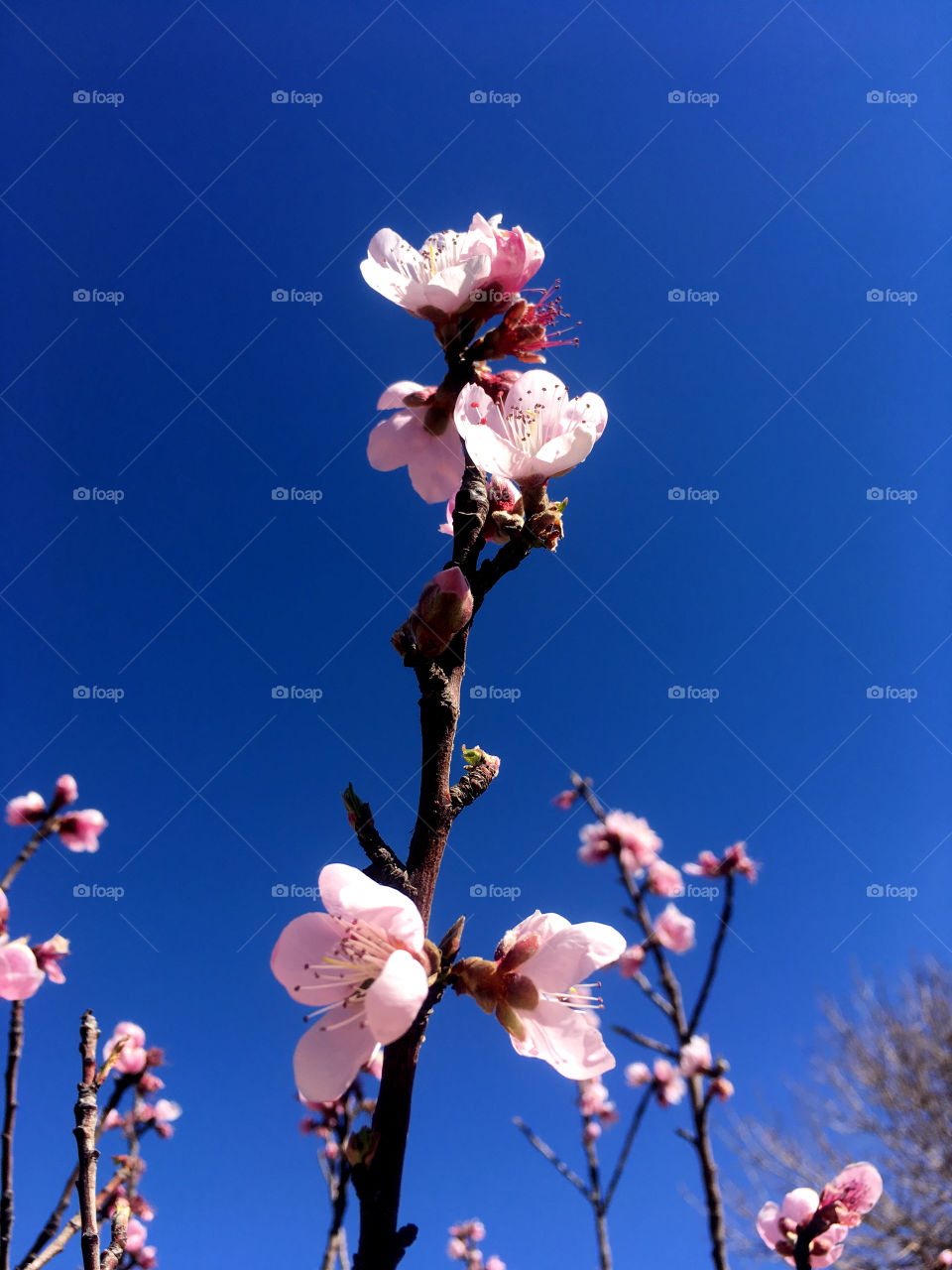 Peach blossoms in the blue sky